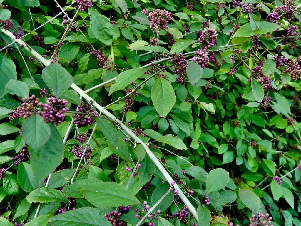 Callicarpa bodinieri var giraldii-1_result - Online Flower Garden Callicarpa bodinieri var. giraldii