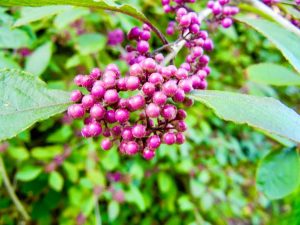 Callicarpa bodinieri var. giraldii