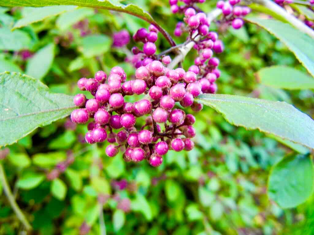Callicarpa bodinieri var giraldii_result - Online Flower Garden Callicarpa bodinieri var. giraldii