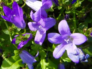 Campanula 'Resholdt's Variety'