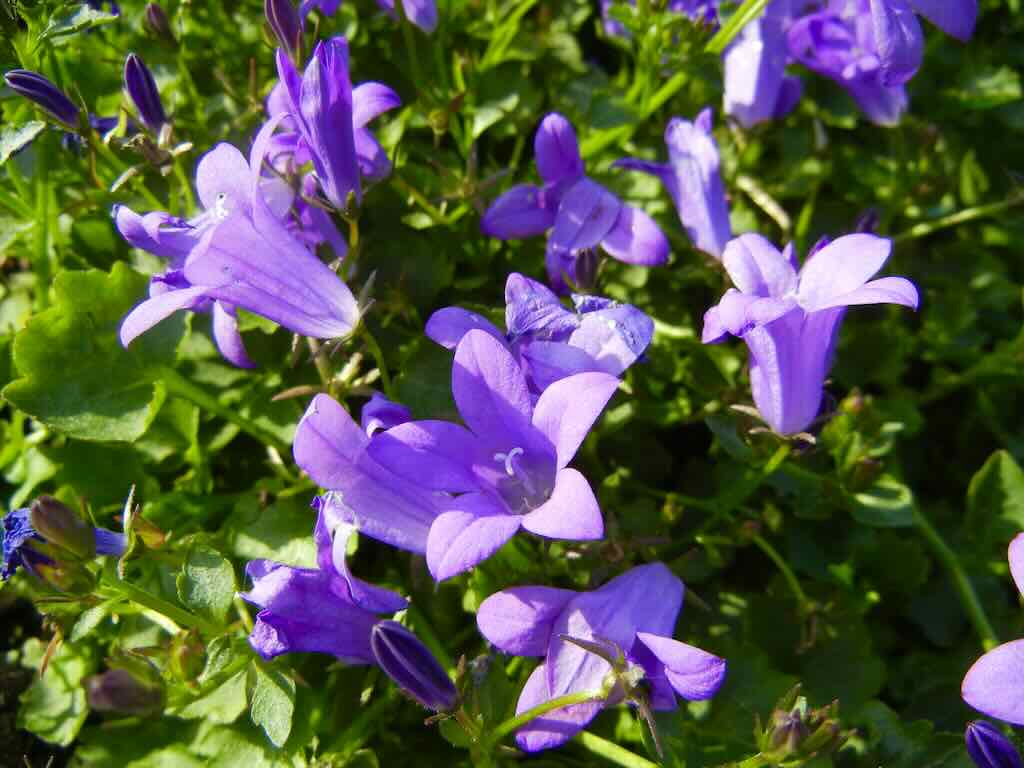 Campanula Resholdts Variety_result - Online Flower Garden Campanula'Resholdt's Variety'