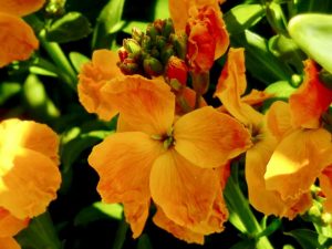 Erysimum cheiri 'Sunset Orange'