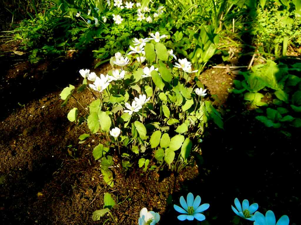 Jeffersonia diphylla