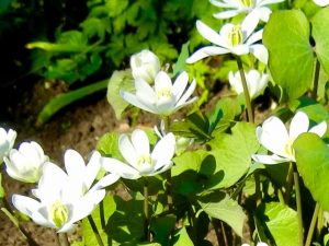 Jeffersonia diphylla