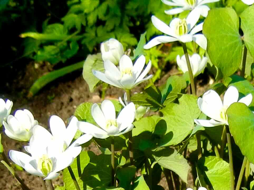 Jeffersonia diphylla
