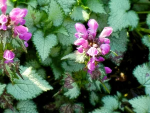 Lamium maculatum 'Beacon Silver'