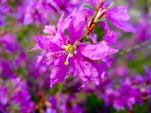 Lythrum salicaria 'Swirl'