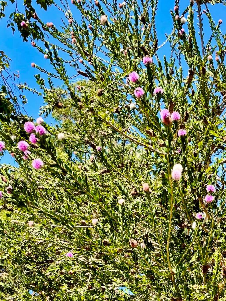 Melaleuca nesophila-1_result - Online Flower Garden Melaleuca nesophila