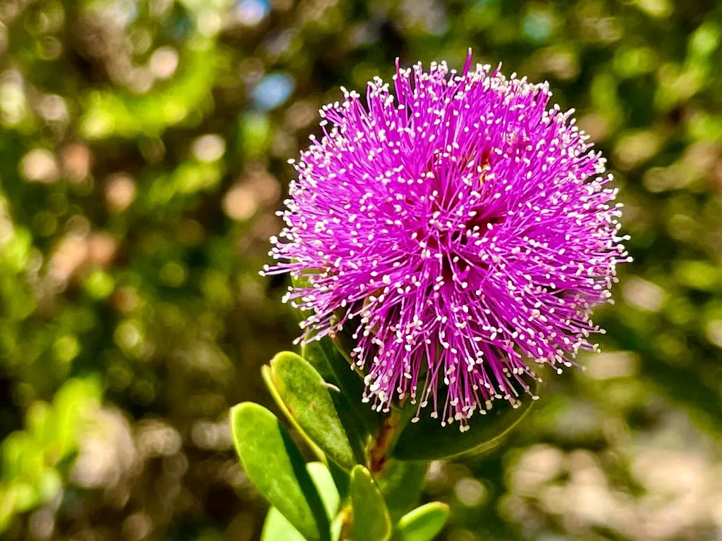 Melaleuca nesophila_result - Online Flower Garden Melaleuca nesophila