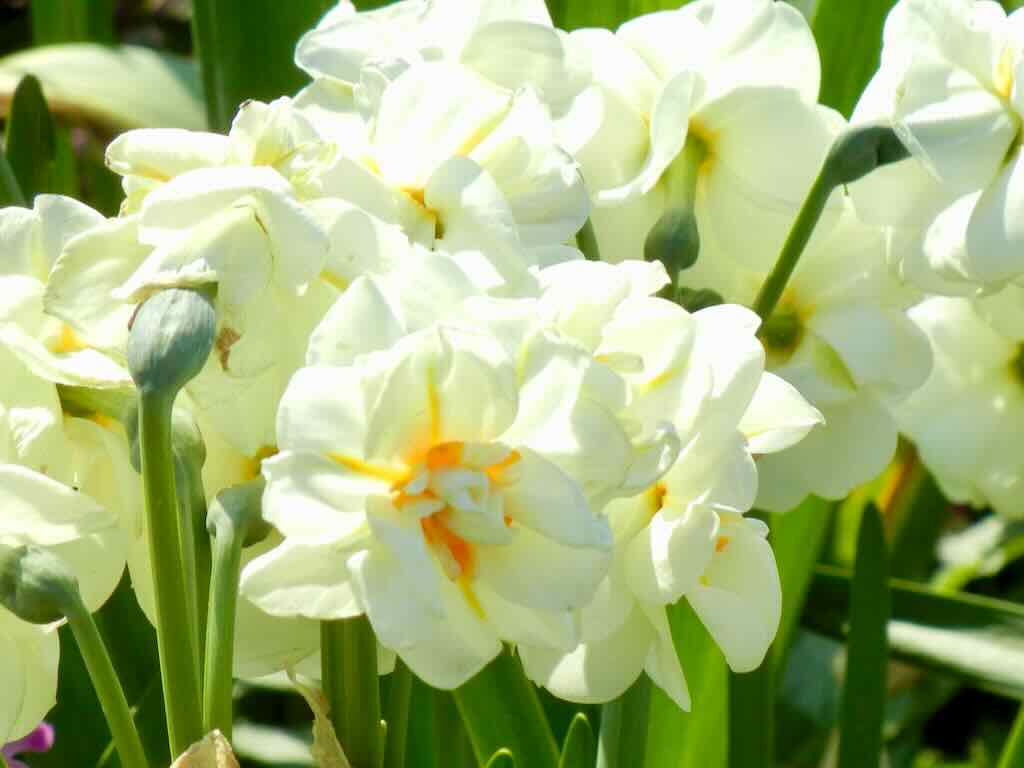 Narcissus Sir Winston Churchill_result - Online Flower Garden Narcissus 'Sir Winston Churchill'