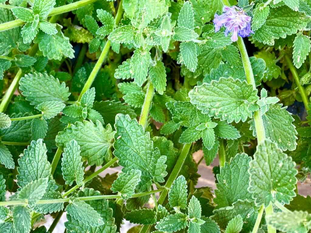 Nepeta racemosa