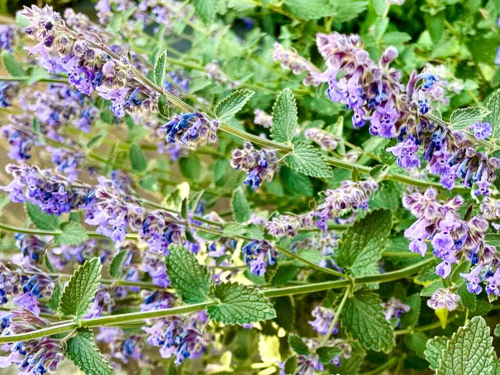 Nepeta racemosa