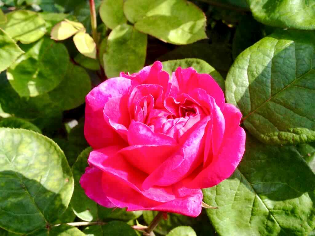 Rosa'Gertrude Jekyll'
