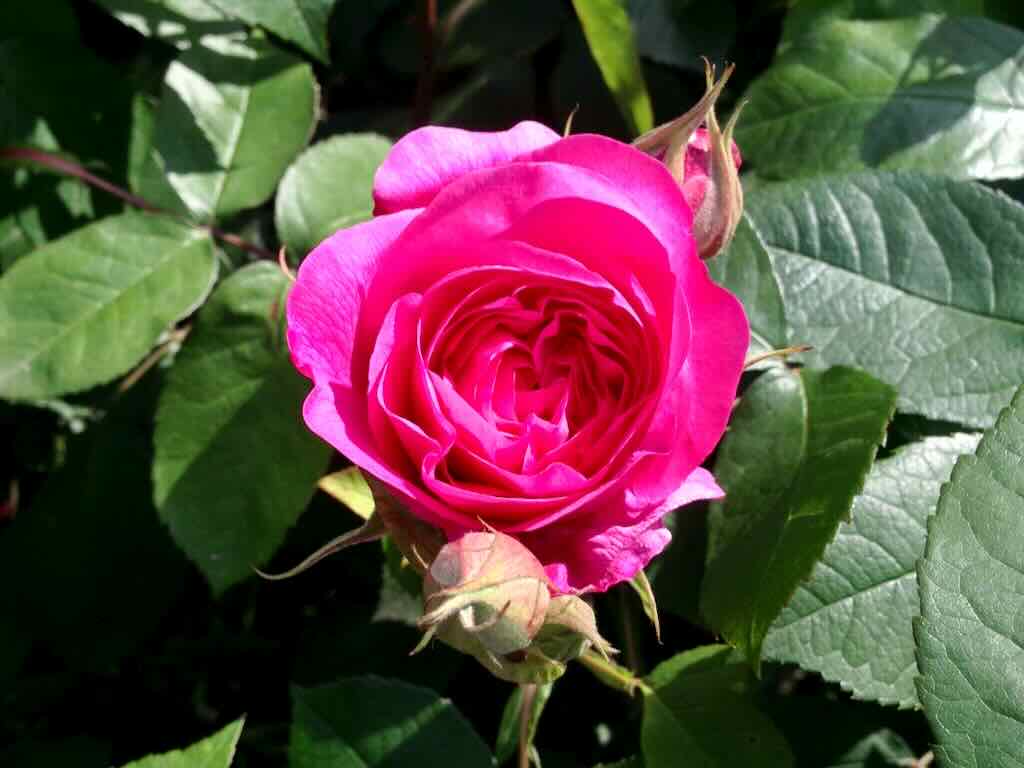 Rosa 'Gertrude Jekyll'