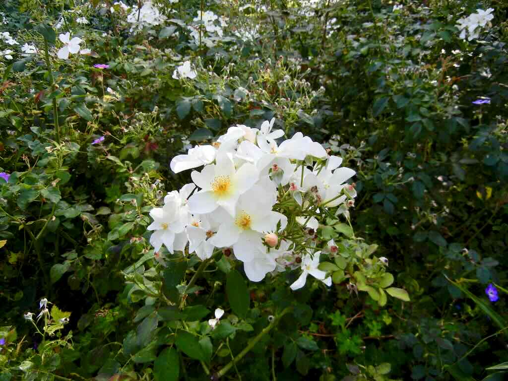 Rosa Kew Gardens-1_result - Online Flower Garden Rosa'Kew Gardens'