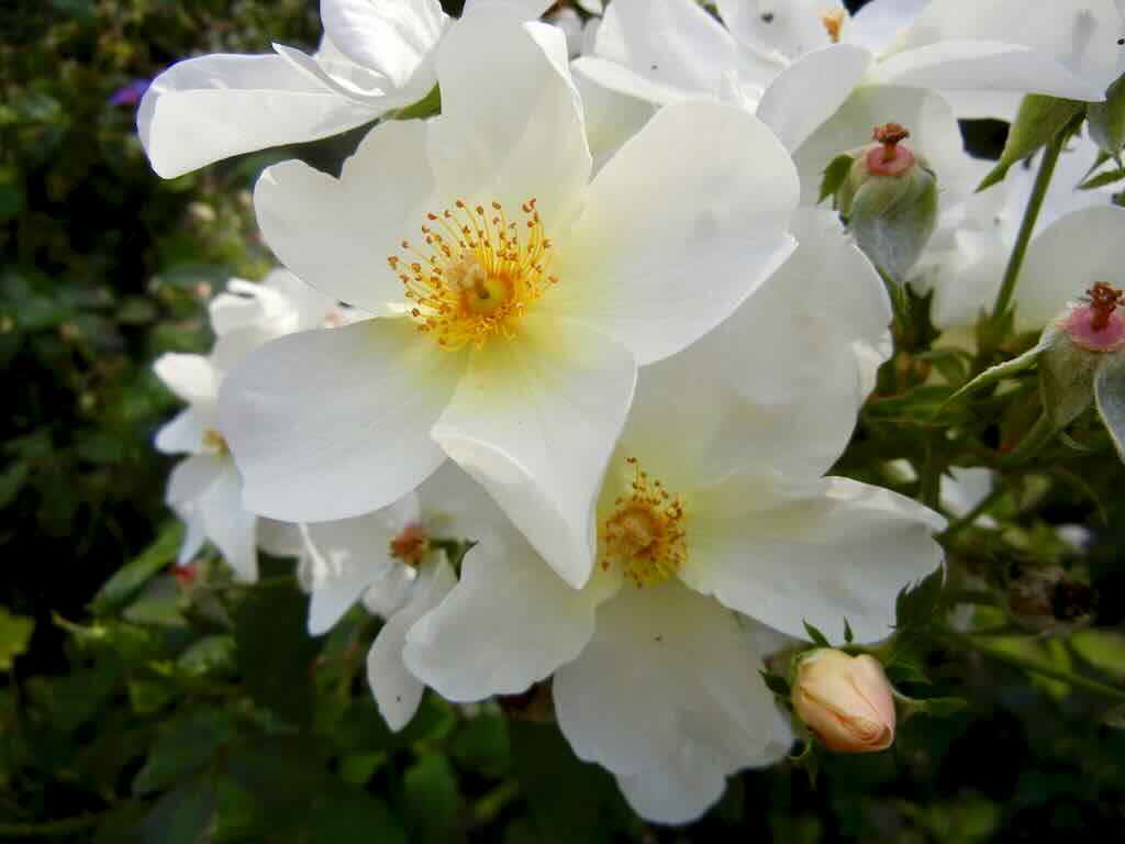 Rosa Kew Gardens_result - Online Flower Garden Rosa 'Kew Gardens'