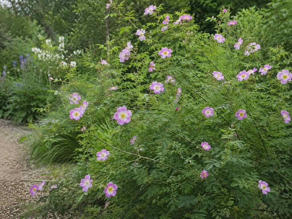 Rosa pendulina'Bourgogne'