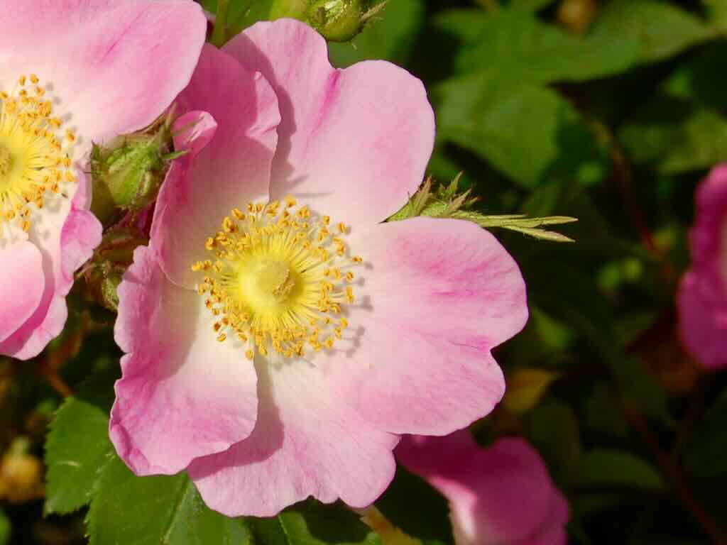 Rosa pendulina 'Bourgogne'