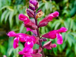 Salvia 'Mulberry Jam'