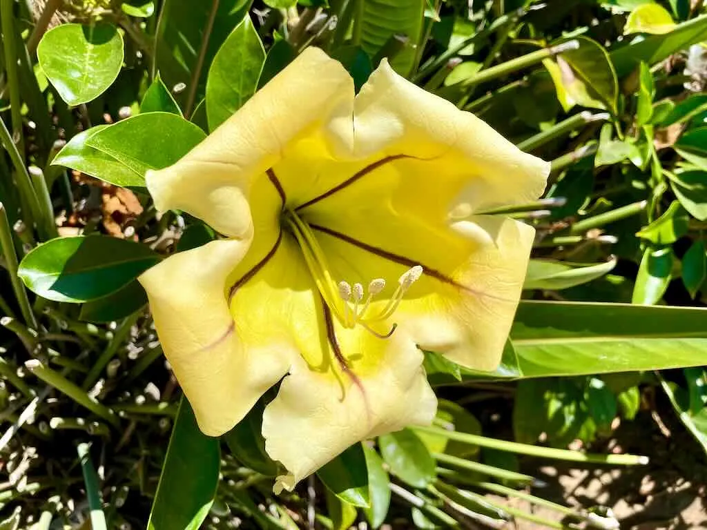 Solandra maxima