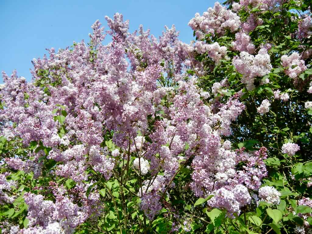 Syringa x hyacinthiflora'Asessippi'