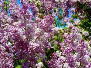 Syringa x hyacinthiflora 'Asessippi'