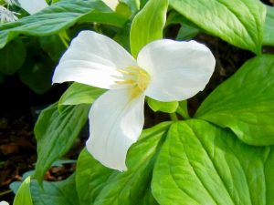 Trillium grandiflorum