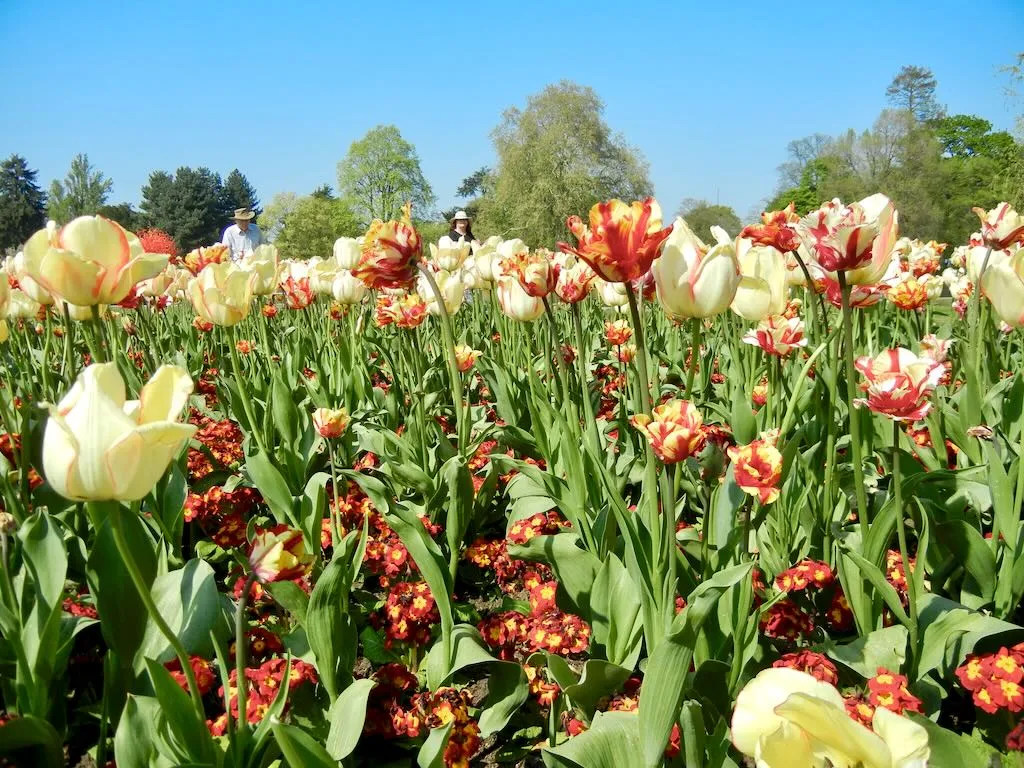 Tulip or Tulipa'Beauty of Spring'