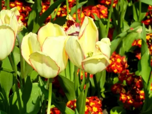 Tulip or Tulipa 'Beauty of Spring'
