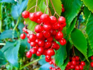 Viburnum betulifolium