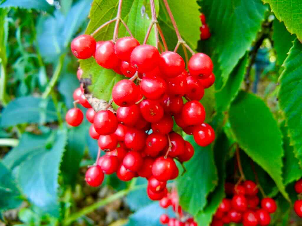 Viburnum betulifolium_result - Online Flower Garden Viburnum betulifolium