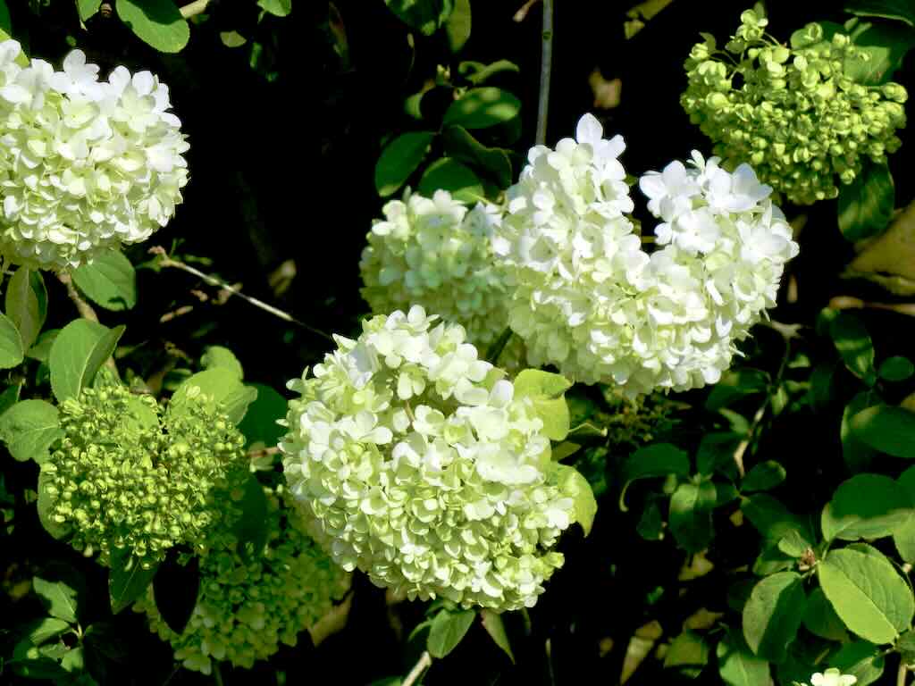 Viburnum macrocephalum Sterile_result - Online Flower Garden Viburnum macrocephalum ‘Sterile’