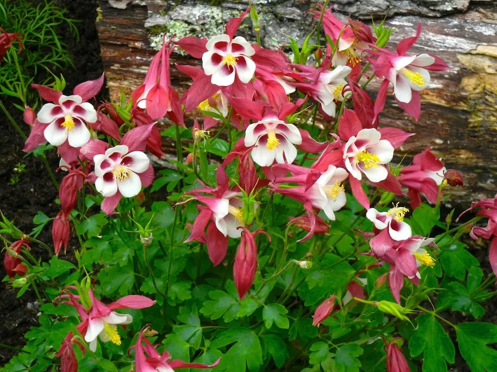 Aquilegia vulgaris'Winky Red & White'