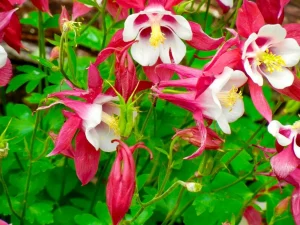 Aquilegia vulgaris 'Winky Red & White'