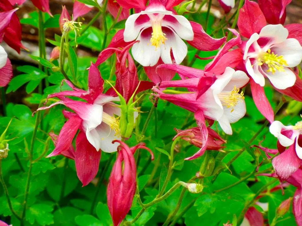 Aquilegia vulgaris 'Winky Red & White'