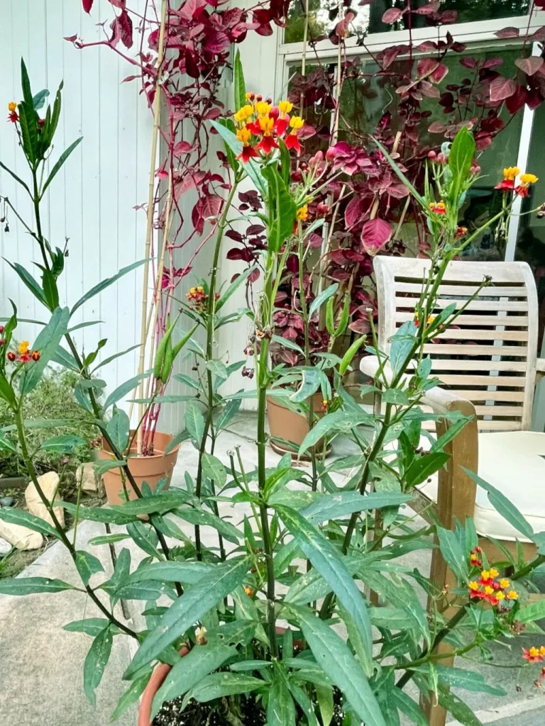Asclepias curassavica-1_result - Online Flower Garden Asclepias curassavica