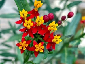 Asclepias curassavica