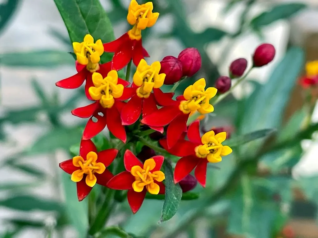 Asclepias curassavica_result - Online Flower Garden Asclepias curassavica