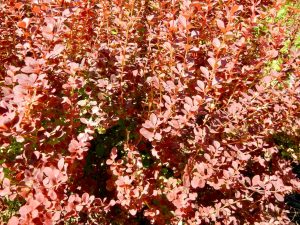 Berberis thunbergii