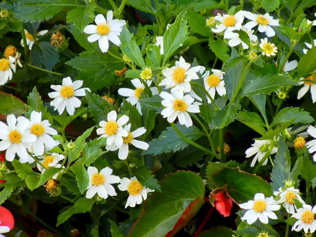 Bidens pilosa or Black-Jack