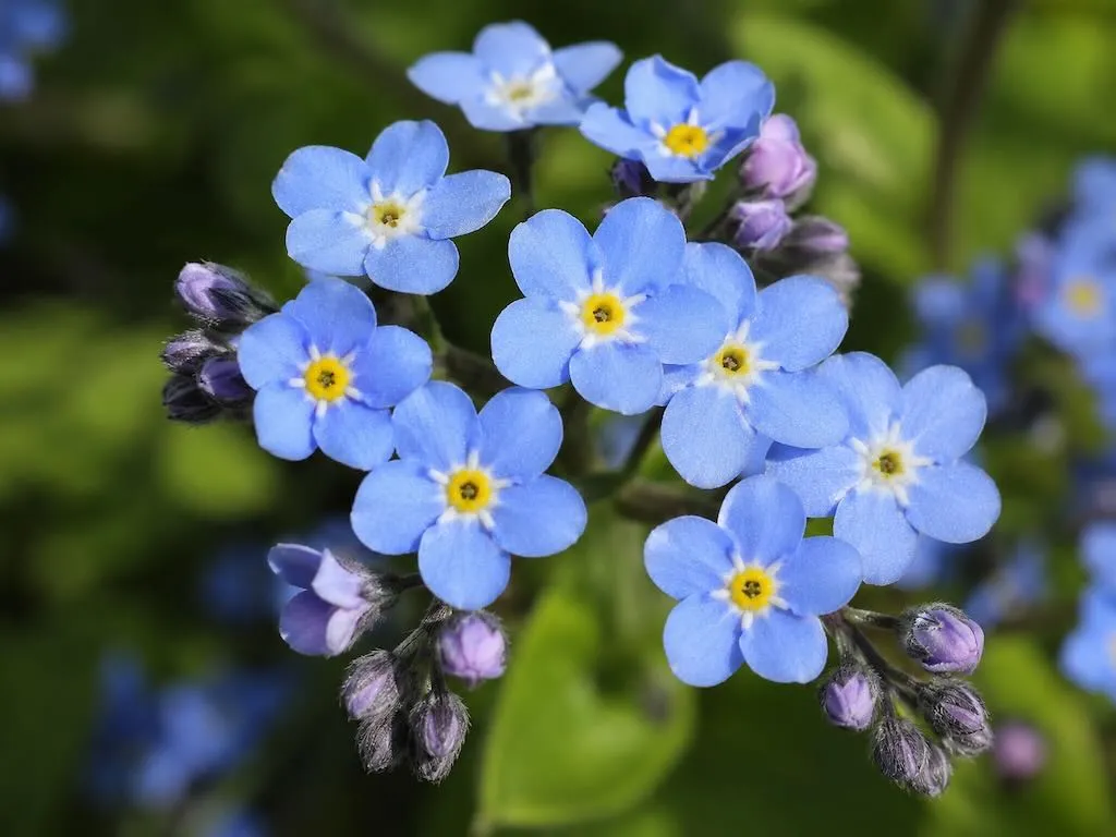 Brunnera macrophylla-2_result - Online Flower Garden Brunnera macrophylla