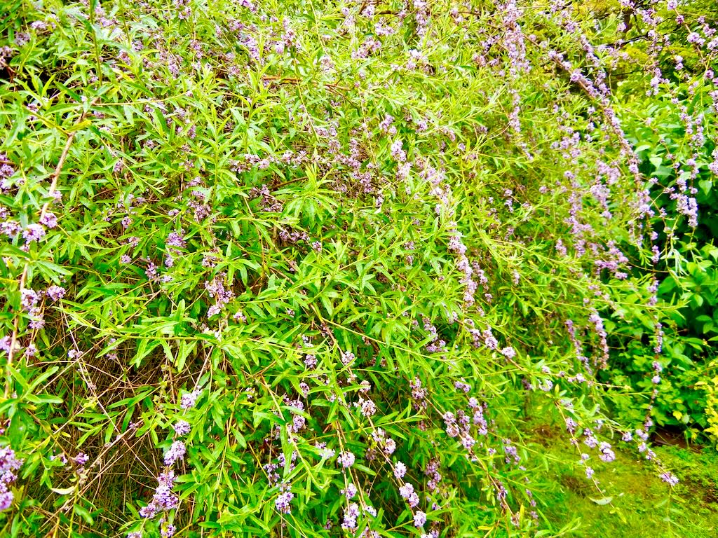 Buddleja alternifolia-1_result - Online Flower Garden Buddleja alternifolia