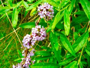 Buddleja alternifolia