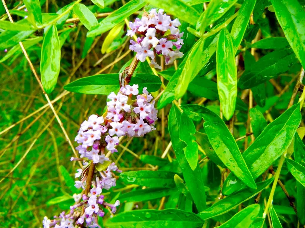 Buddleja alternifolia_result - Online Flower Garden Buddleja alternifolia