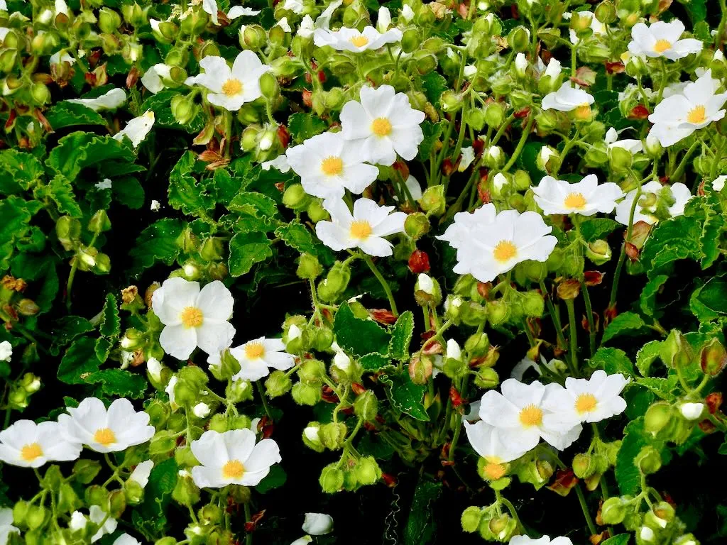 Cistus salviifolius or Gallipoli Rose_result - Online Flower Garden Cistus salviifolius or Gallipoli Rose
