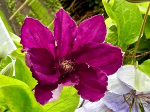 Clematis 'Warsaw Nike' or 'Midnight Showers'