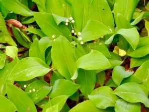 Convallaria majalis or Lily of the Valley