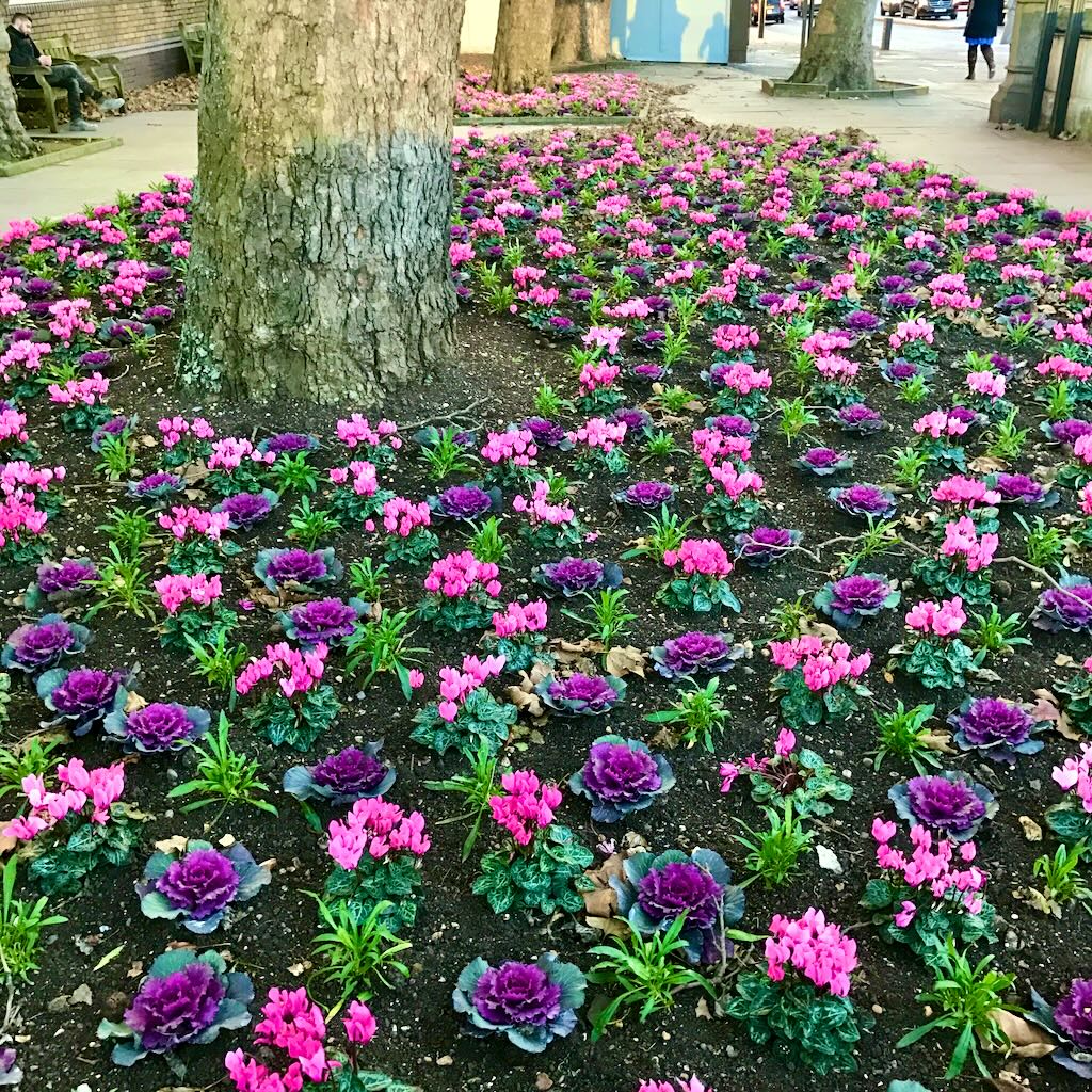 Cyclamen repandum-1_result - Online Flower Garden Cyclamen repandum