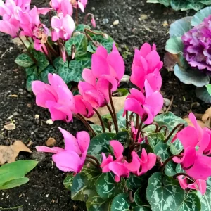 Cyclamen repandum