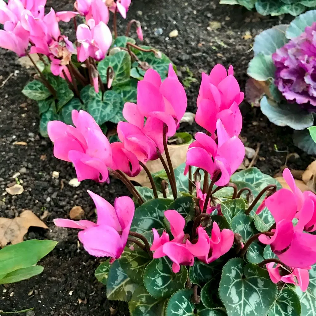 Cyclamen repandum_result - Online Flower Garden Cyclamen repandum